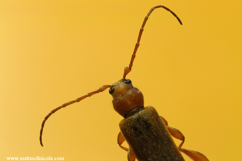 Cerambycidae: Phymatodes testaceus